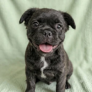 Fluffy French Bulldog Puppy for Sale