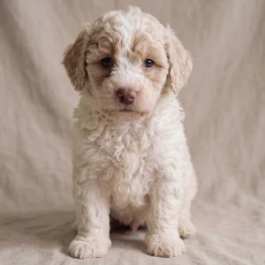 Havapoo Puppy for Sale
