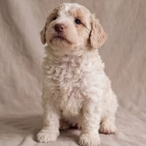 Havapoo Puppy for Sale