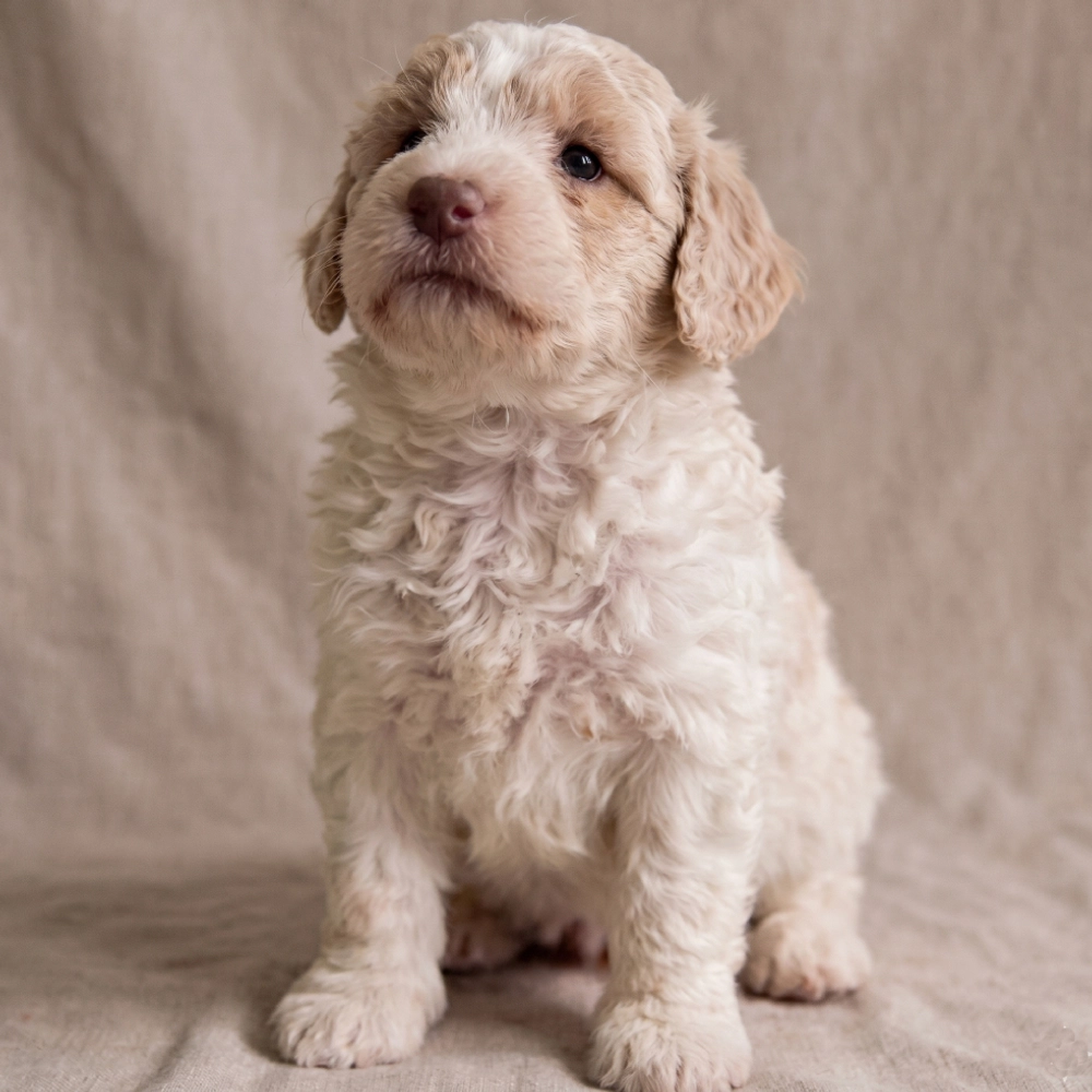 Havapoo Puppy for Sale in NYC