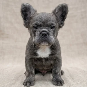 Fluffy French Bulldog Puppy for Sale