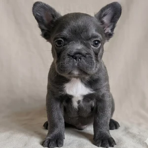 Fluffy French Bulldog Puppy for Sale