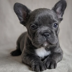 Fluffy French Bulldog Puppy for Sale