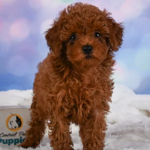 Toy Poodle Puppy for Sale
