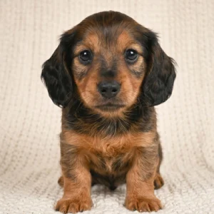 Miniature Dachshund Puppy for Sale