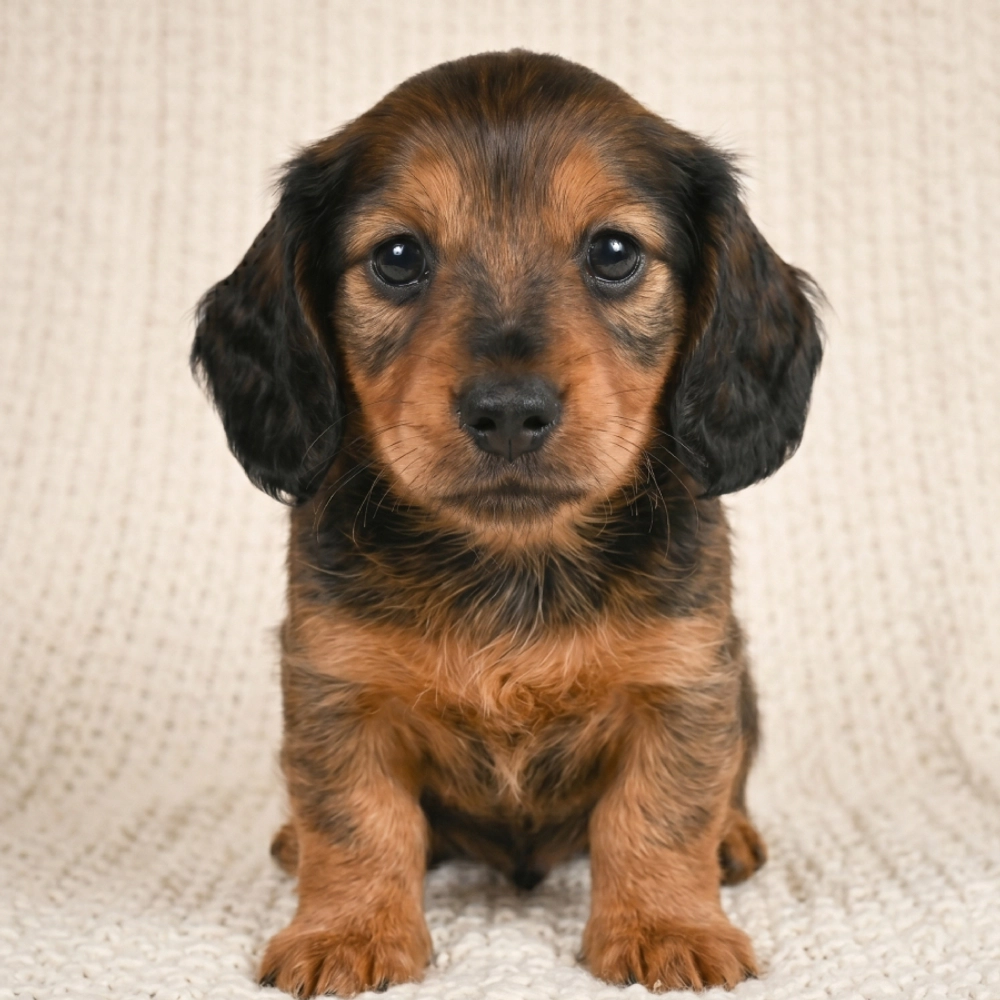 Golden Retriever Puppy for Sale in NYC