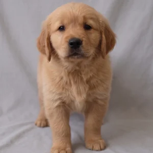 Golden Retriever Puppy for Sale