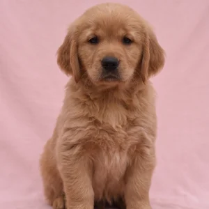 Golden Retriever Puppy for Sale