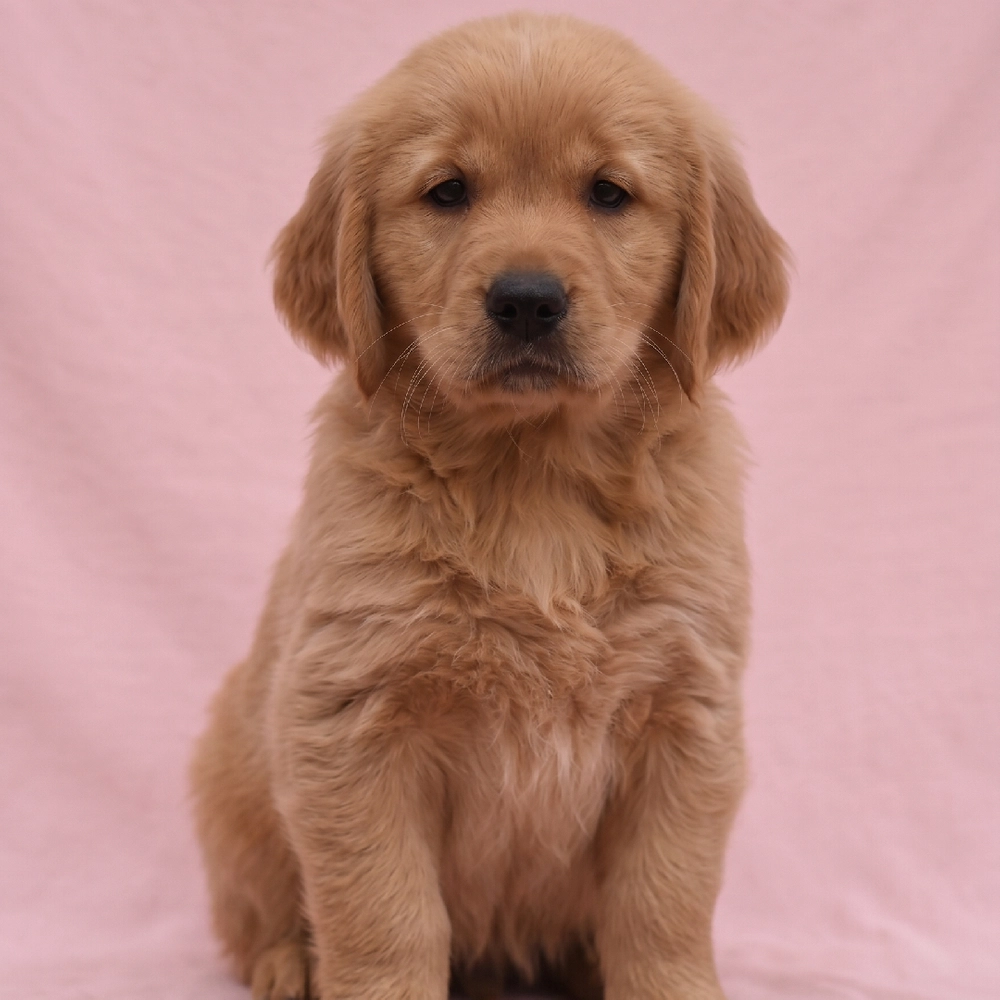 Golden Retriever Puppy for Sale in NYC