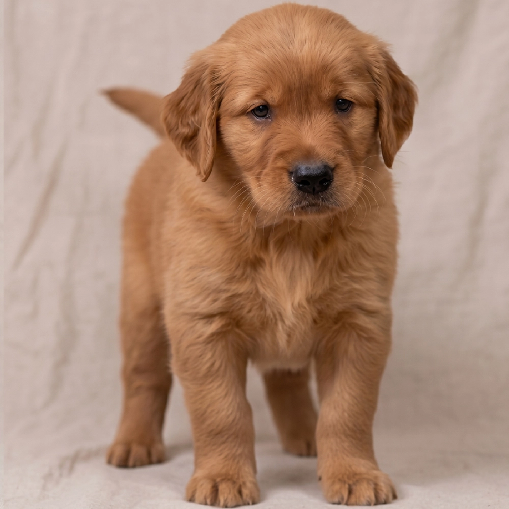 Golden Retriever Puppy for Sale in NYC