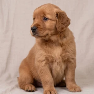 Golden Retriever Puppy for Sale