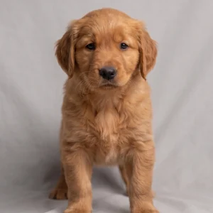 Golden Retriever Puppy for Sale