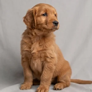 Golden Retriever Puppy for Sale