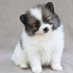 Pomeranian Puppy for Sale