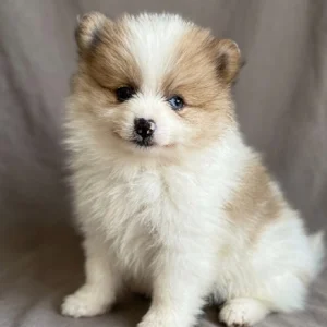 Pomeranian Puppy for Sale