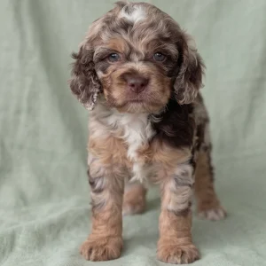 F1b Cockapoo Puppy for Sale