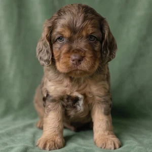 F1b Cockapoo Puppy for Sale
