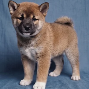 Shiba Inu Puppy for Sale