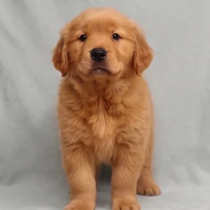 Golden Retriever Puppy for Sale