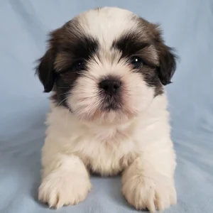 Shih Tzu Puppy for Sale