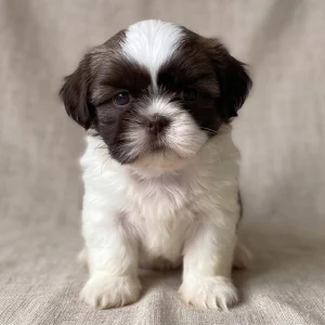 Shih Tzu Puppy for Sale