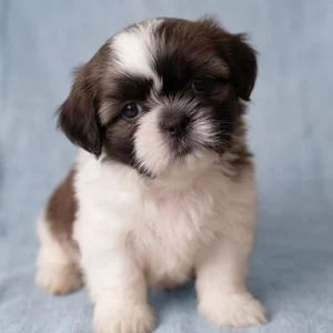 Shih Tzu Puppy for Sale