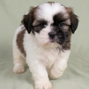 Shih Tzu Puppy for Sale