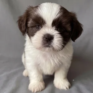 Shih Tzu Puppy for Sale