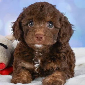 F1b Cockapoo Puppy for Sale