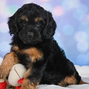 F1b Cockapoo Puppy for Sale
