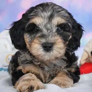 F1b Cockapoo Puppy for Sale