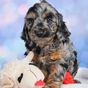 F1b Cockapoo Puppy for Sale