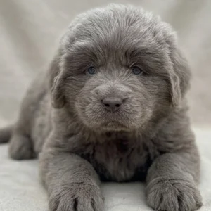 Newfoundland Puppy for Sale
