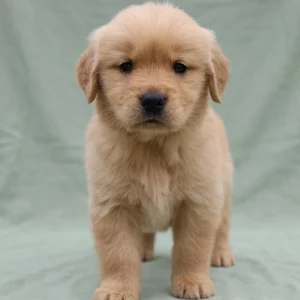 Golden Retriever Puppy for Sale