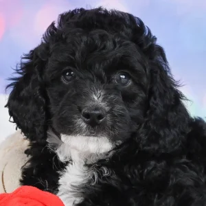F1b Cockapoo Puppy for Sale