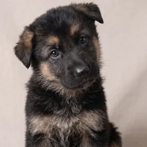German Shepherd Puppy for Sale