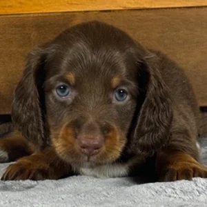 Miniature Dachshund Puppy for Sale