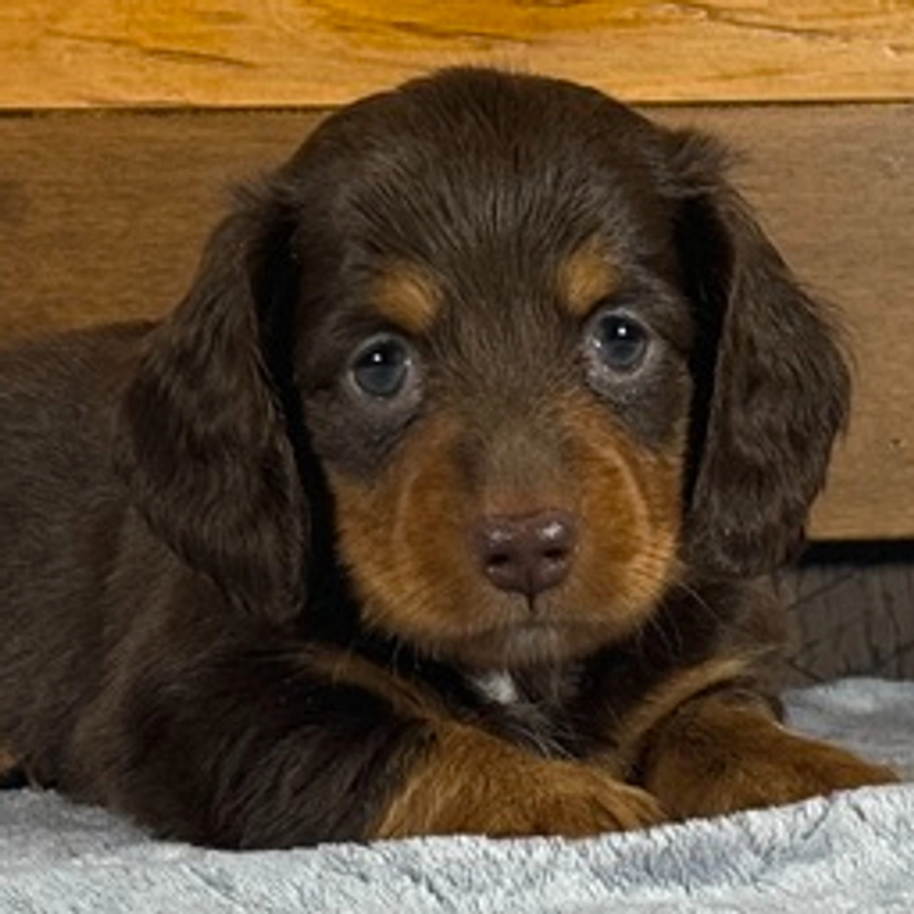 Miniature Dachshund Puppy for Sale in NYC