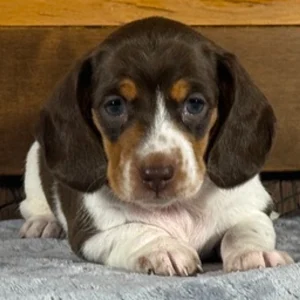 Miniature Dachshund Puppy for Sale
