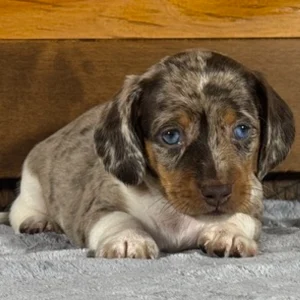 Miniature Dachshund Puppy for Sale