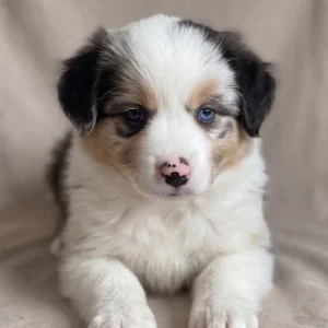 Miniature Australian Shepherd Puppy for Sale