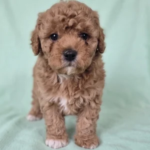 Miniature Poodle Puppy for Sale