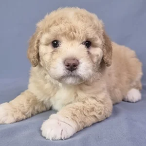 Miniature Poodle Puppy for Sale