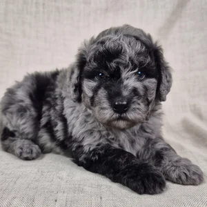 Miniature Poodle Puppy for Sale
