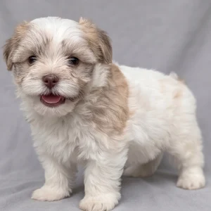 Havanese Puppy for Sale