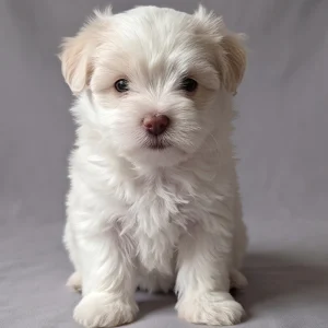 Havanese Puppy for Sale