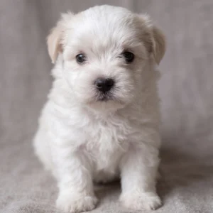 Havanese Puppy for Sale