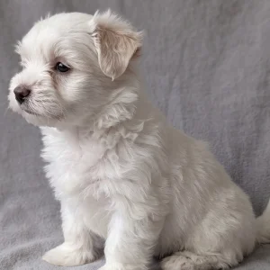 Havanese Puppy for Sale