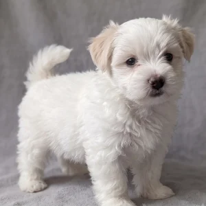 Havanese Puppy for Sale