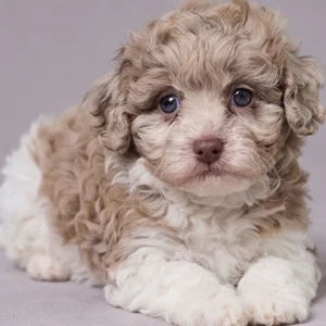 F1 Cavapoo Puppy for Sale